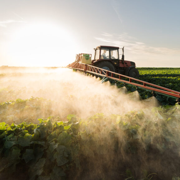 Farmer on a tractor with a sprayer makes fertilizer for young vegetables